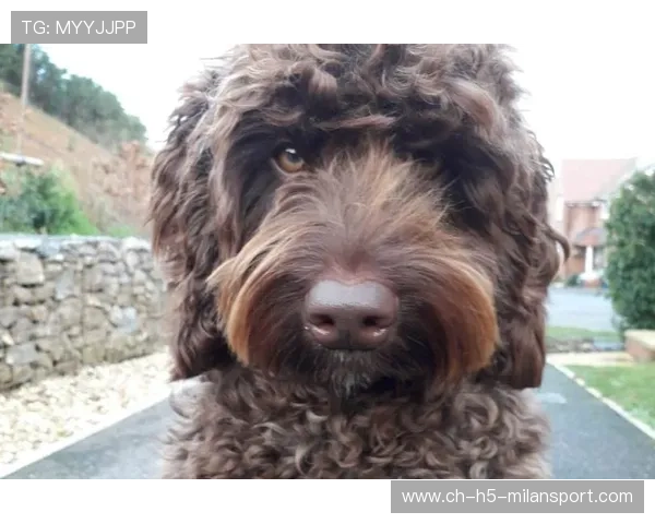 多特年轻核心的成长速度超乎预料